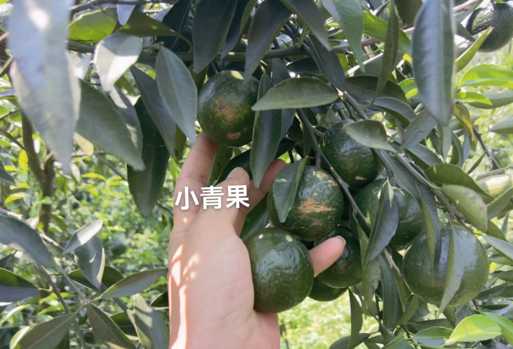 图片 2024年纯种贡品小青皮(新会陈皮)
