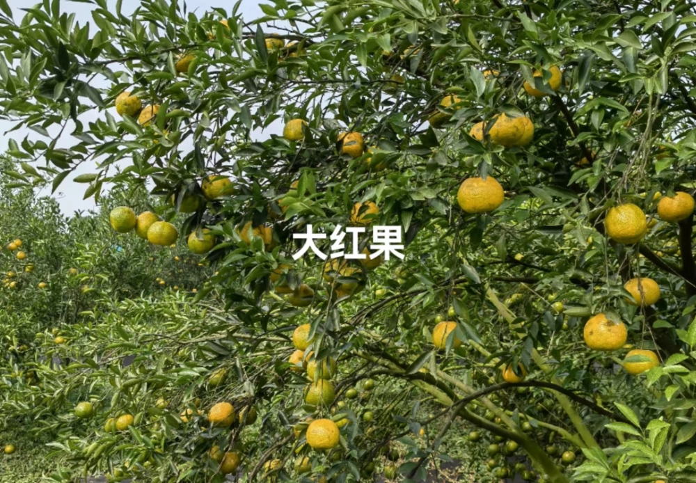 图片 2022年纯种贡品大红皮（新会陈皮）